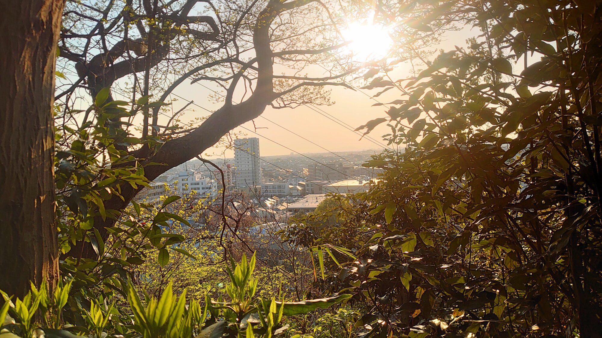 新林公園からの景色