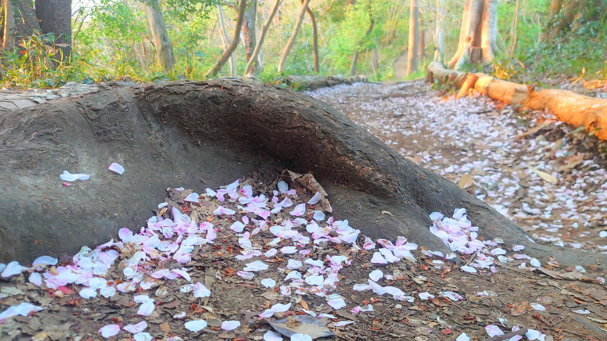 桜のじゅうたん新林公園