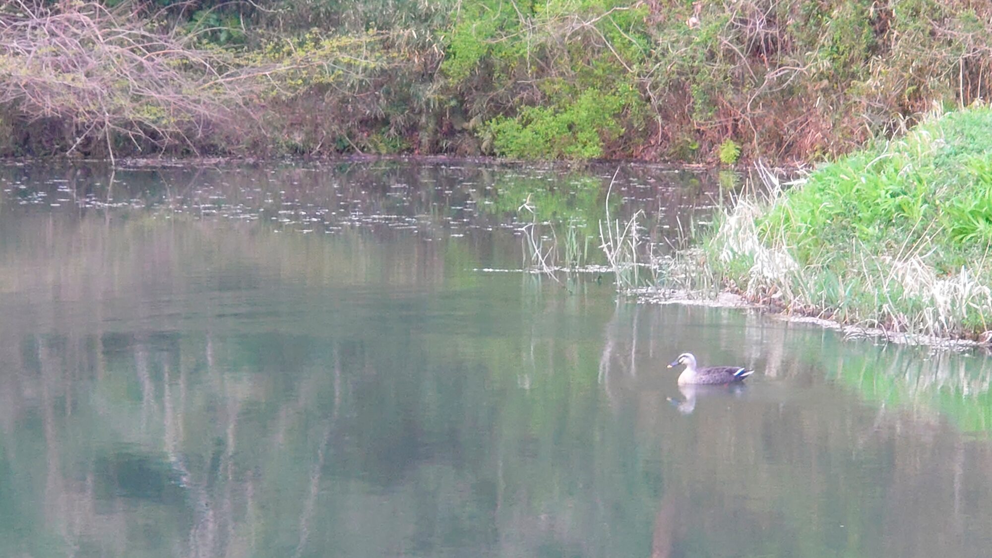 池の鴨新林公園