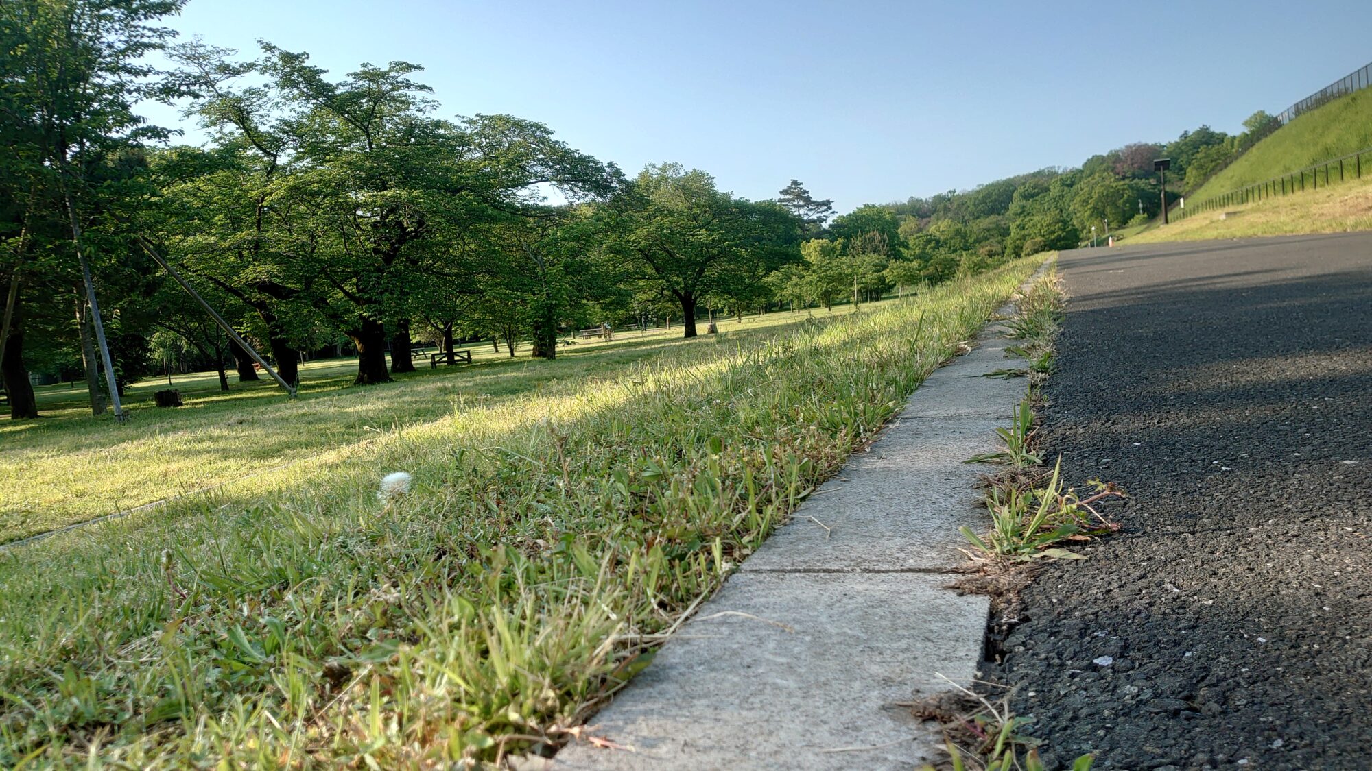 狭山公園のアスファルト