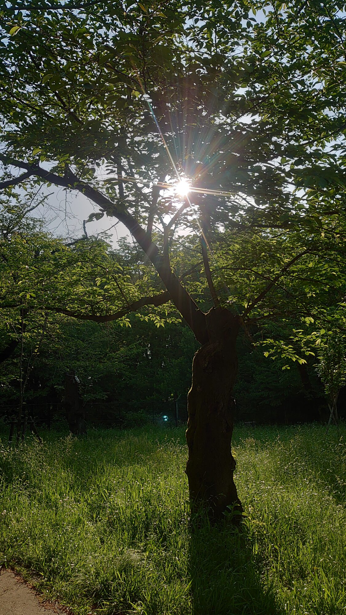 都立狭山公園