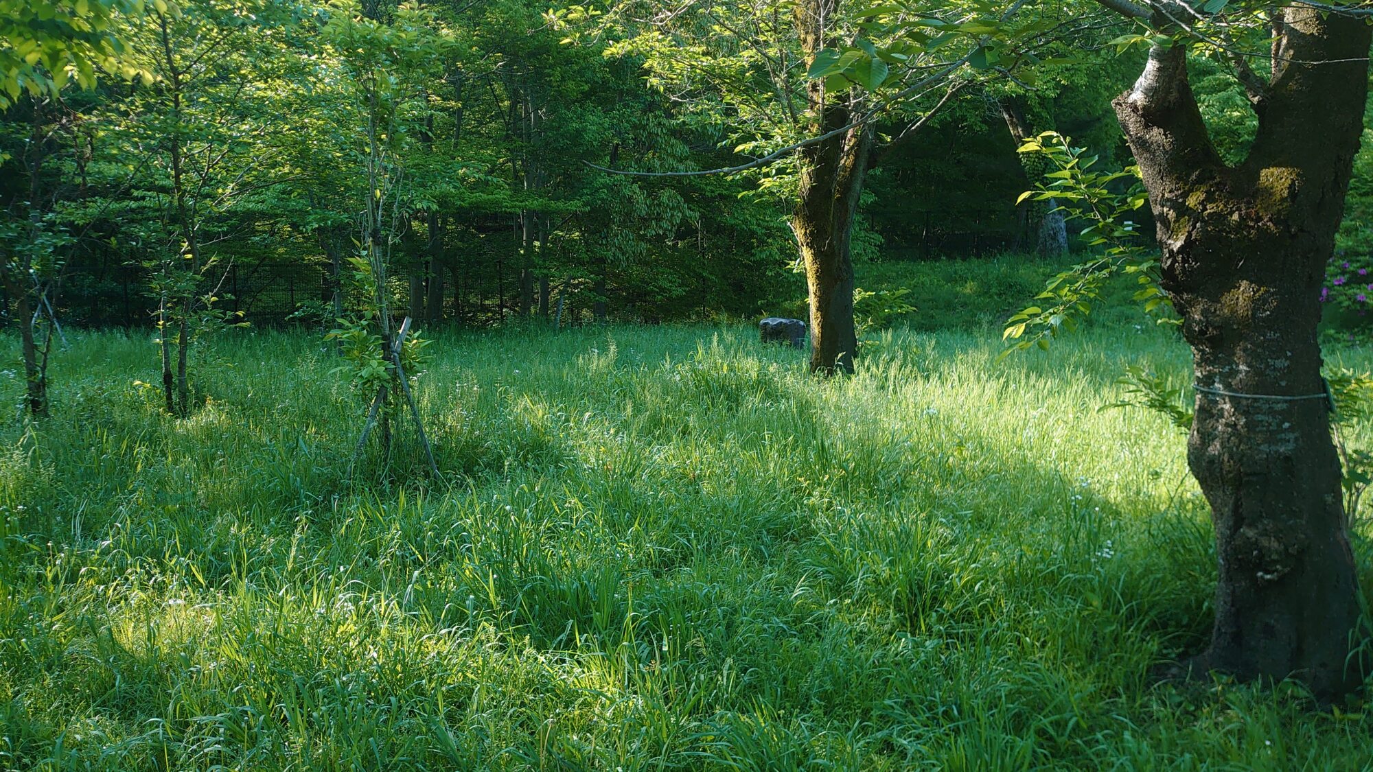 公園の木漏れ日都立狭山公園