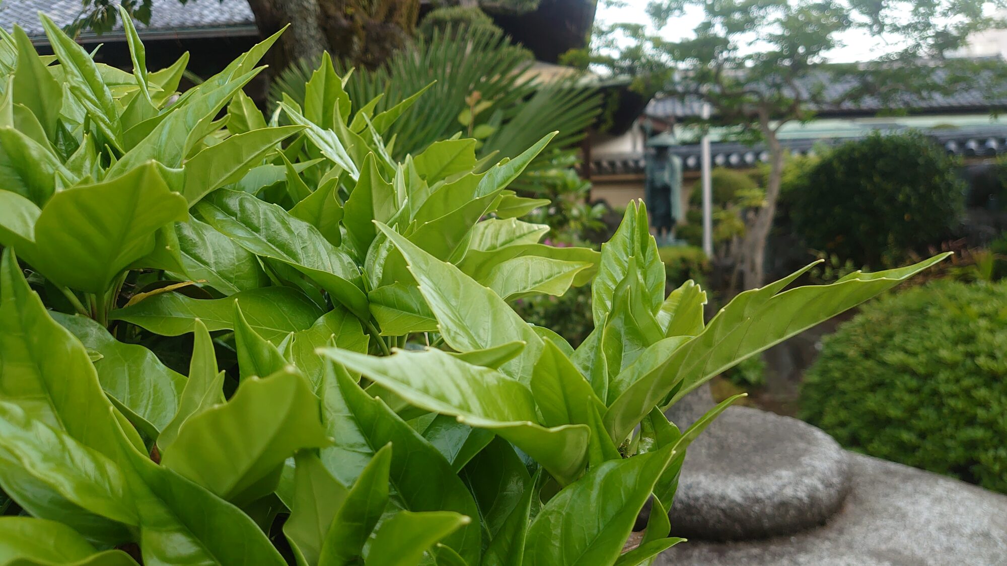 荘厳寺弘法大師