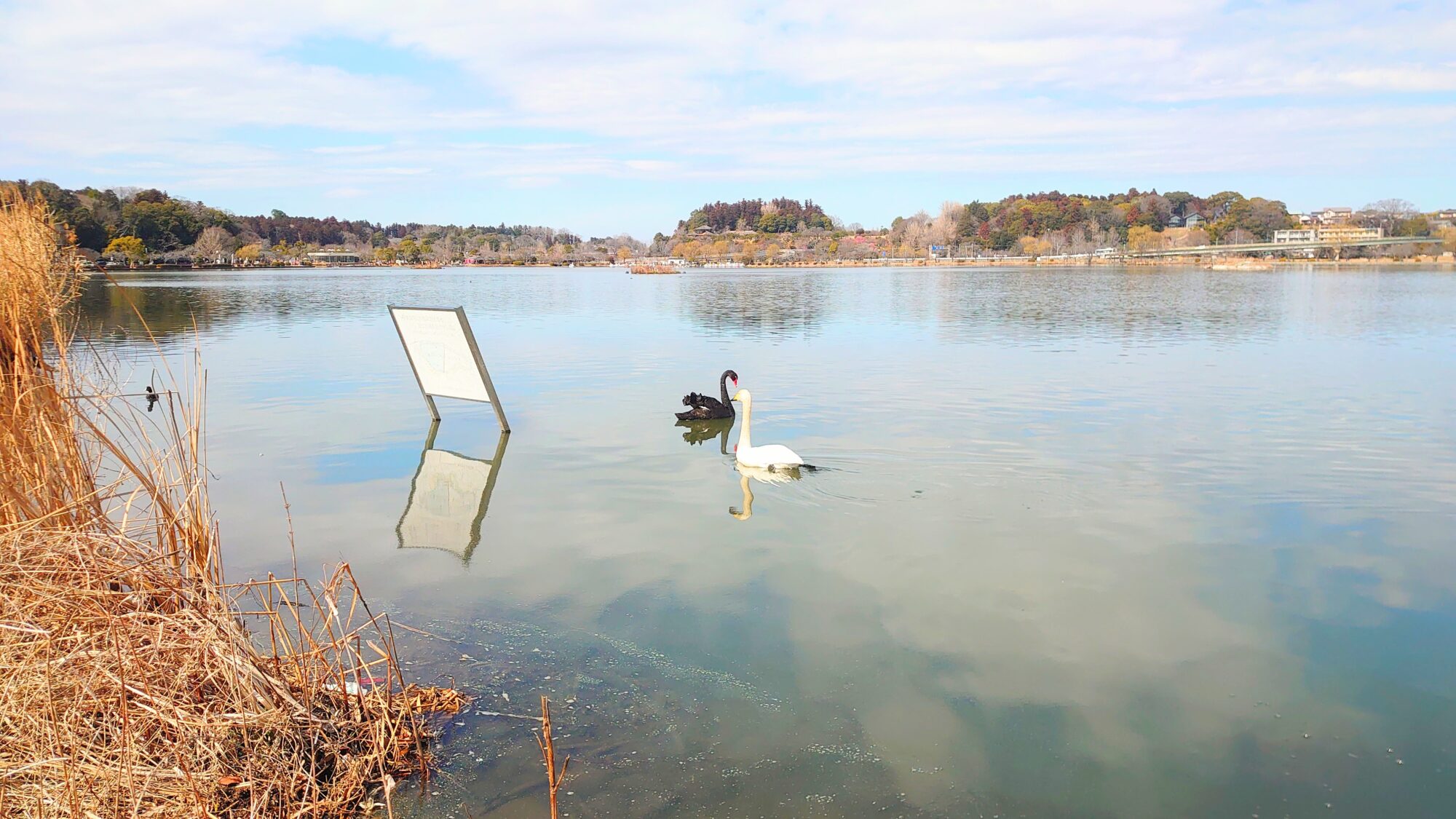 白鳥と黒鳥