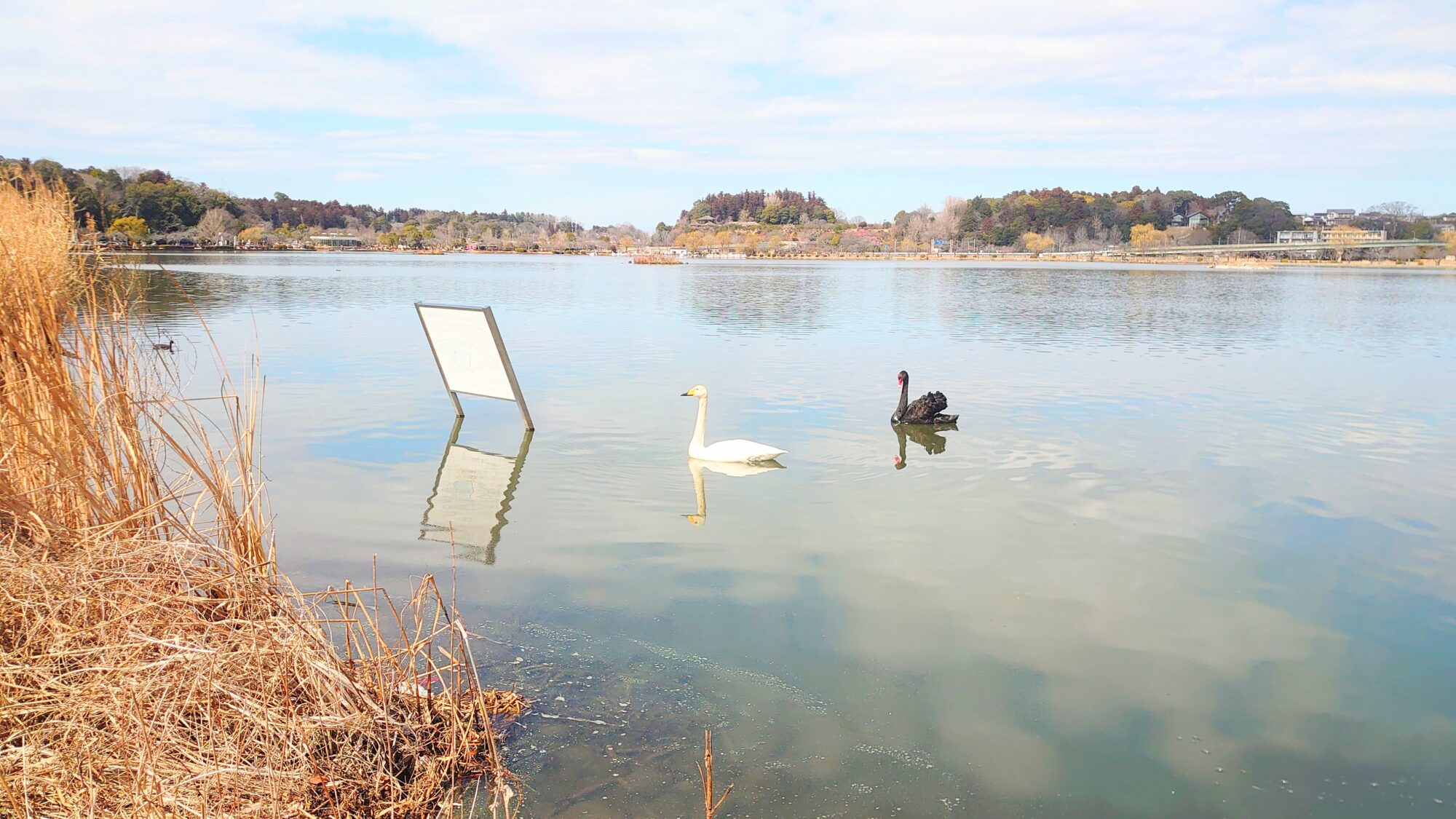 白鳥と黒鳥