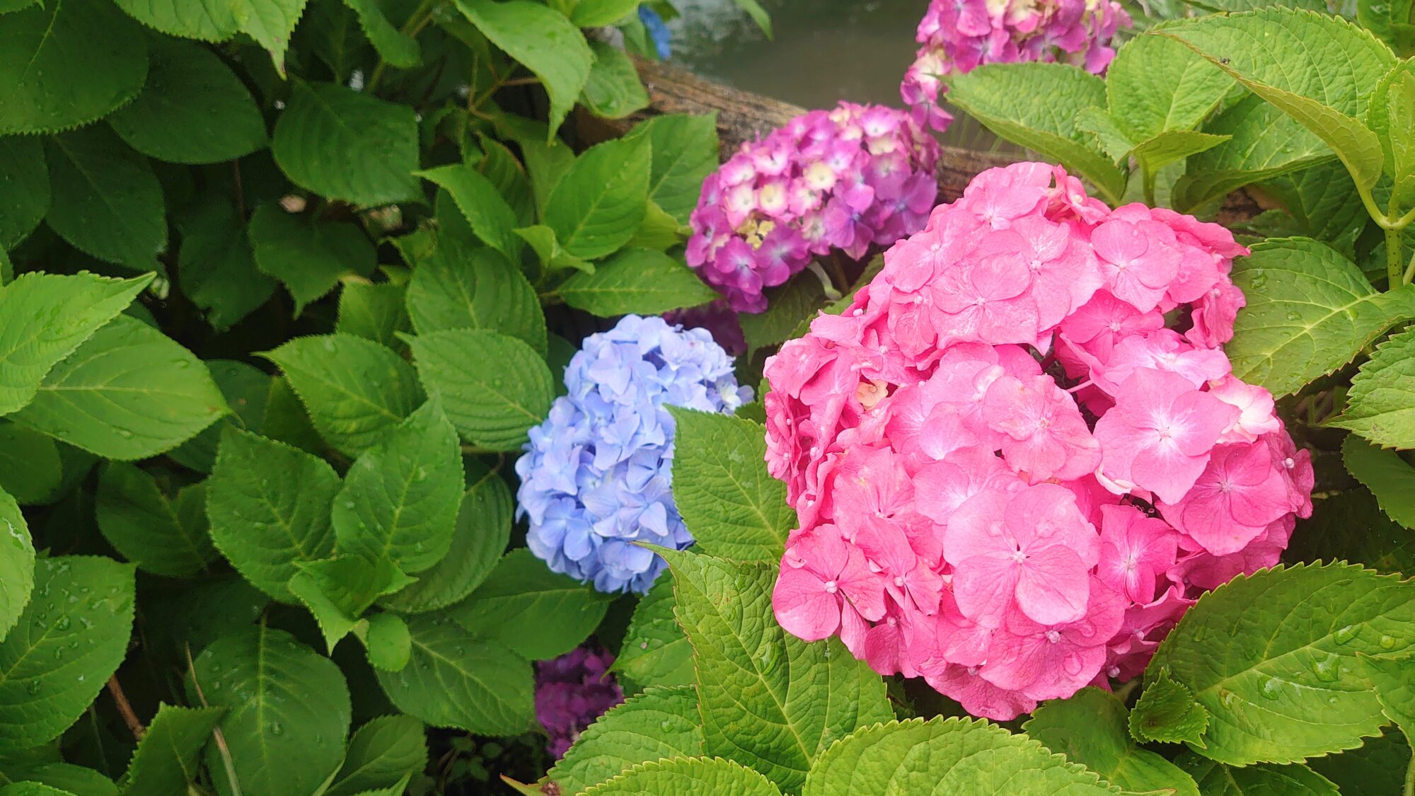 自分の気持ちに素直にしたがってみると心が紫陽花のようにカラフルになる気がします あじさいの里 女ひとり 旅をする