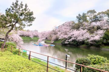 千鳥ヶ淵の桜