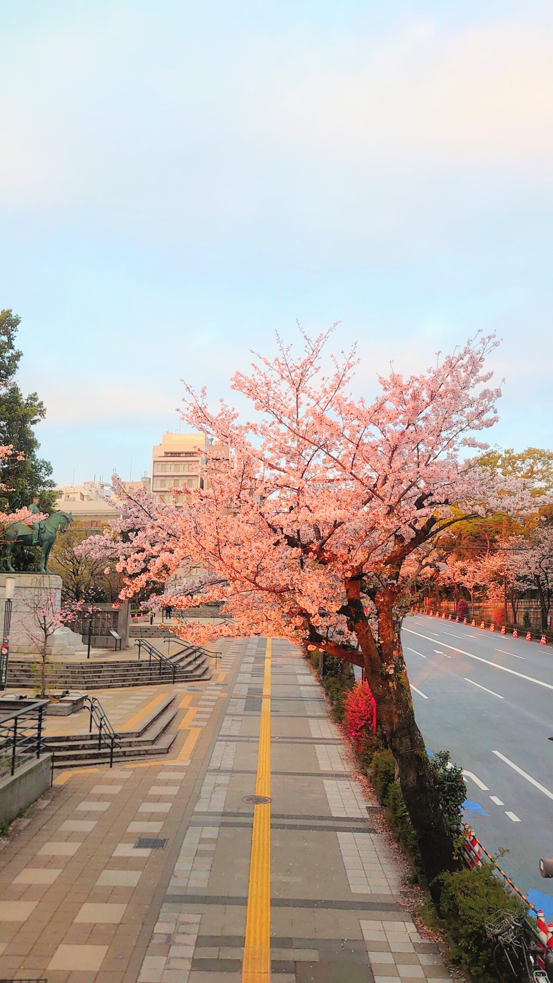 内堀通りの桜