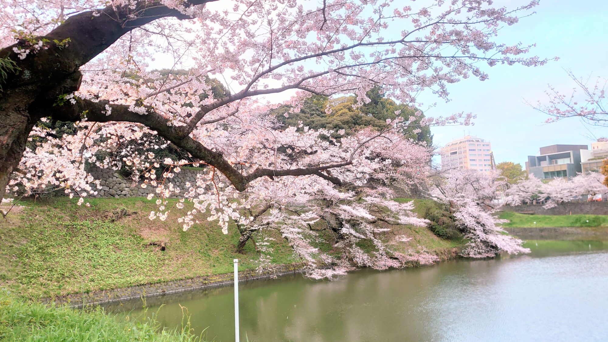 千鳥ヶ淵の桜