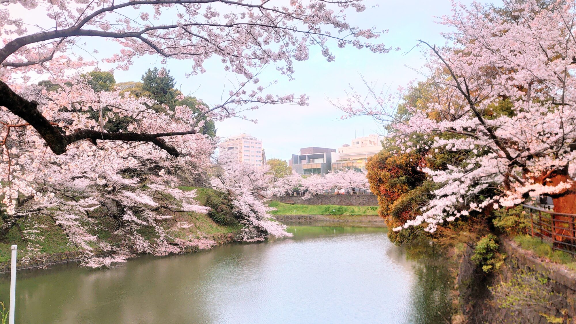 千鳥ヶ淵の桜