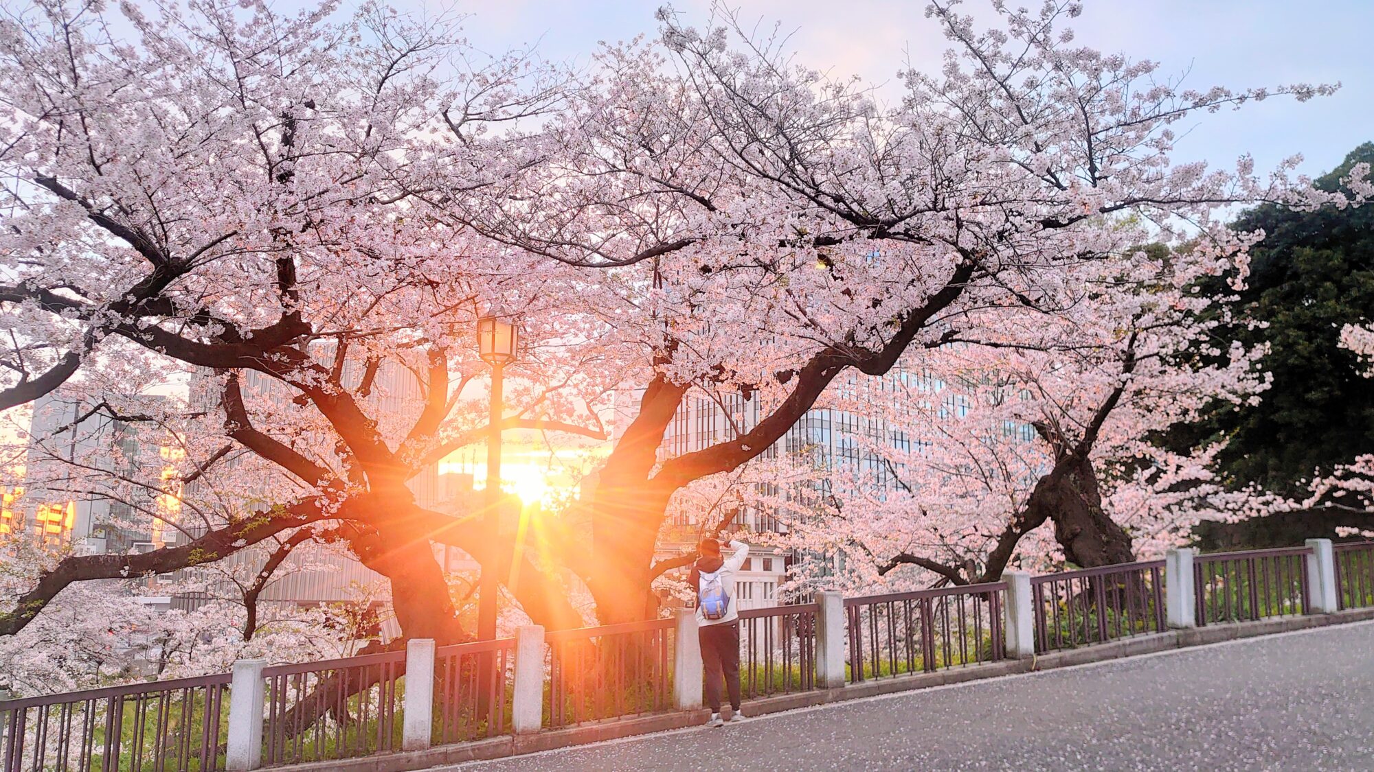 千鳥ヶ淵の桜