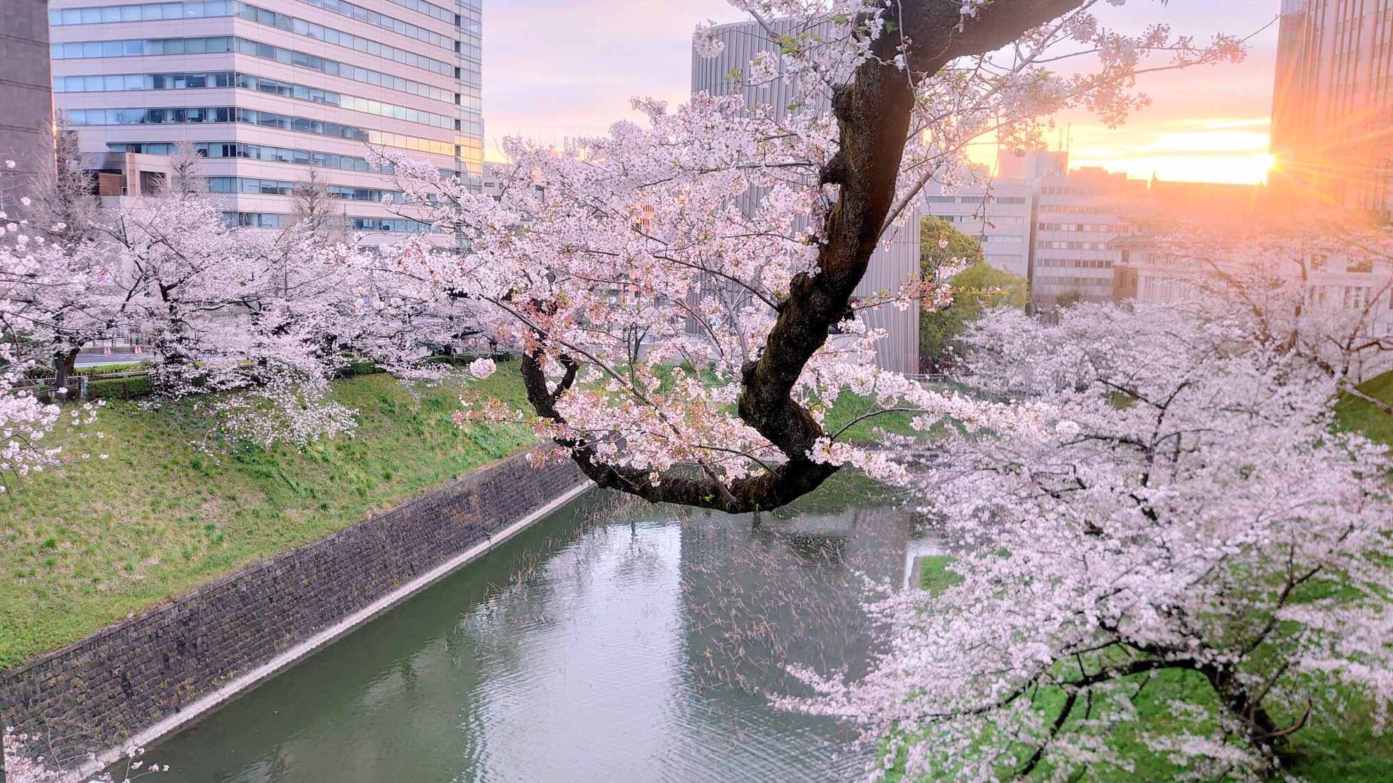 千鳥ヶ淵の桜