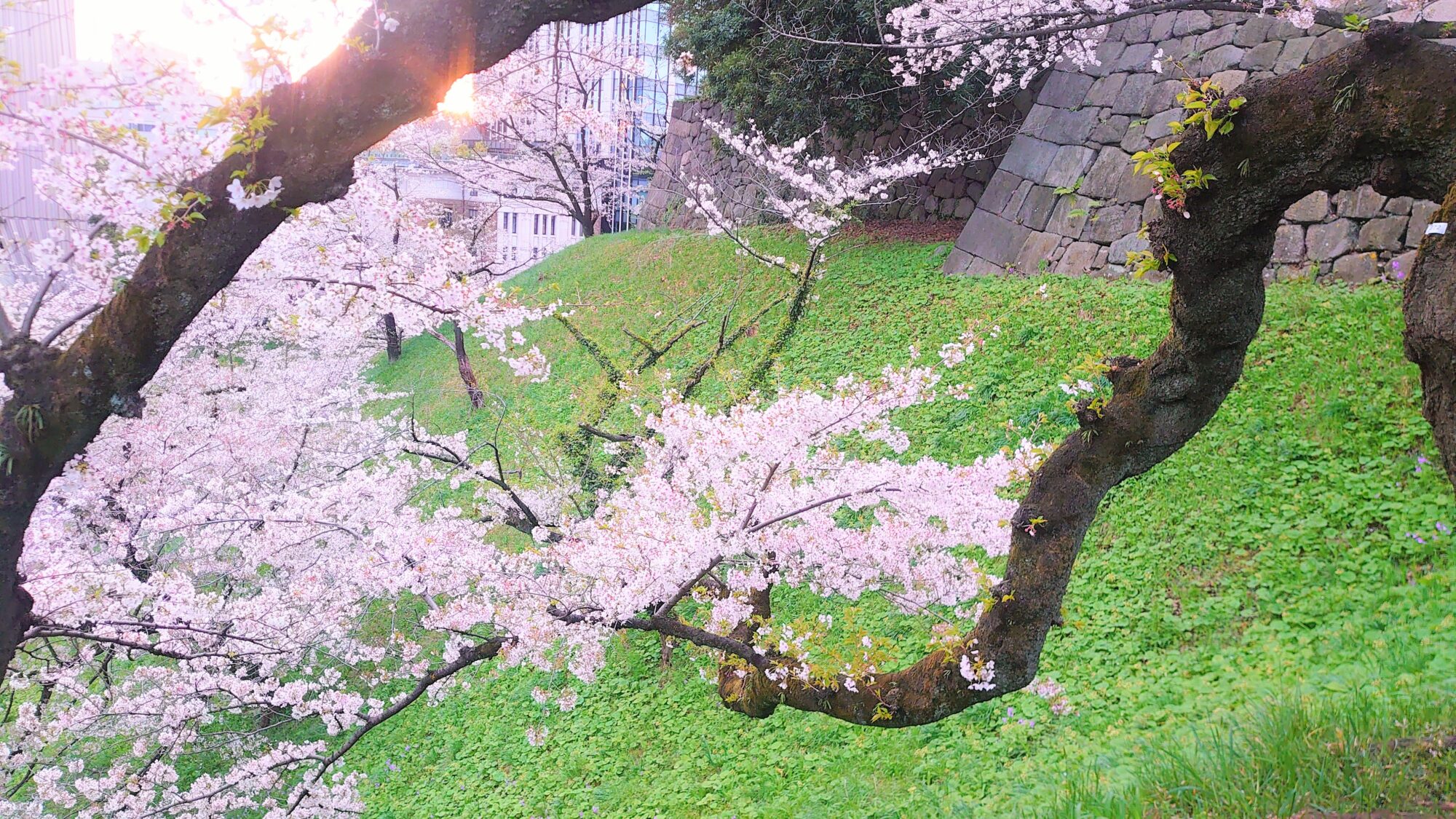 千鳥ヶ淵の桜