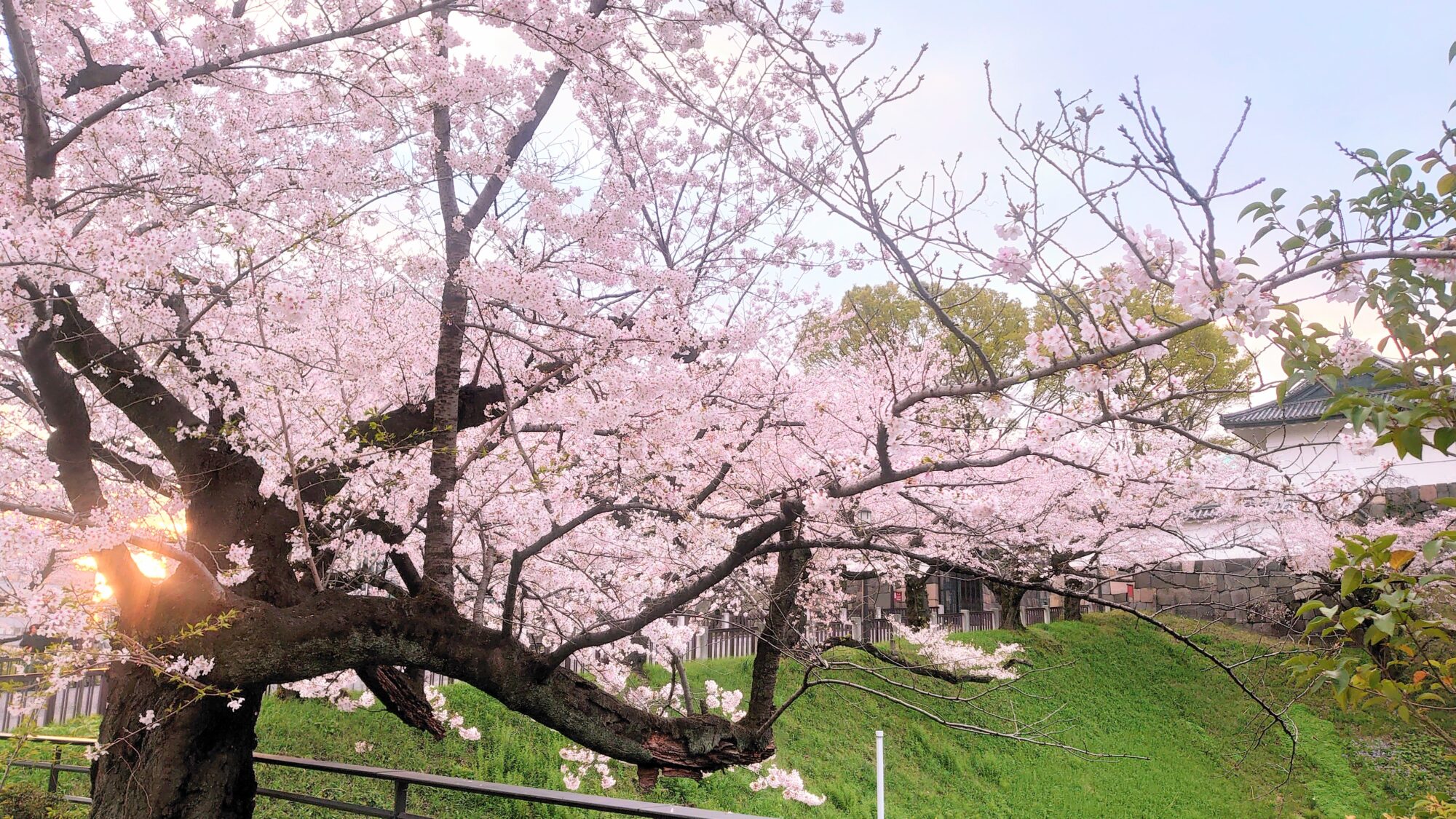 千鳥ヶ淵の桜