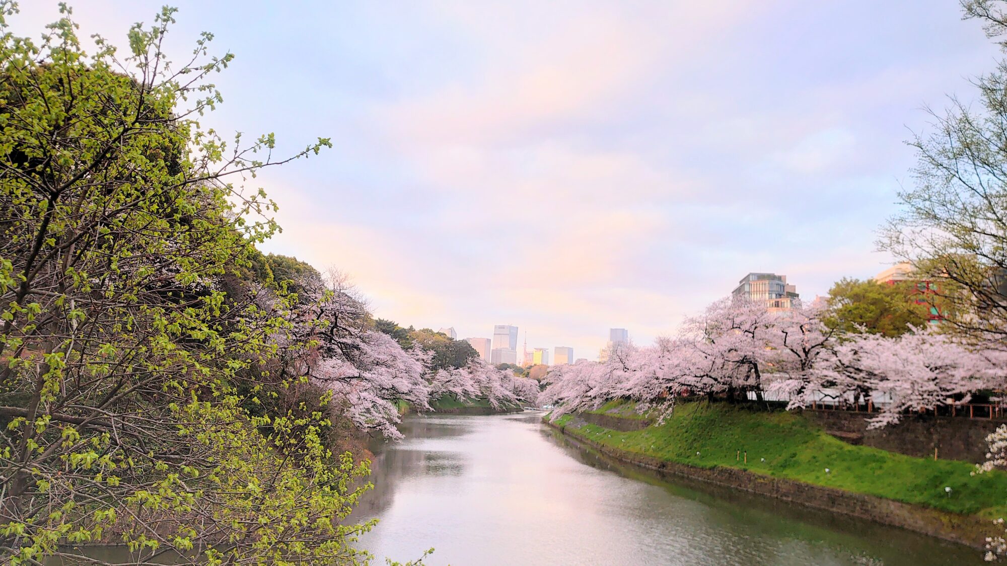 千鳥ヶ淵の桜