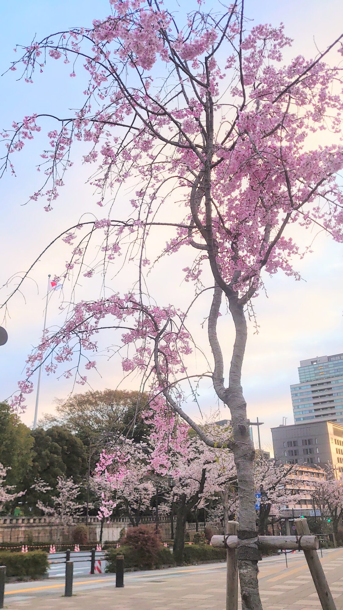 九段下駅の枝垂れ桜