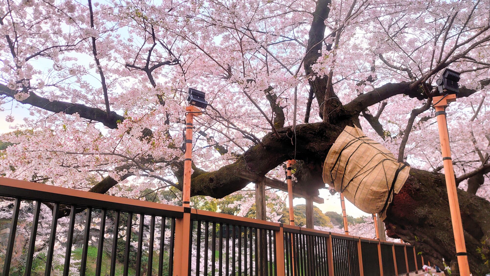 千鳥ヶ淵ソメイヨシノ