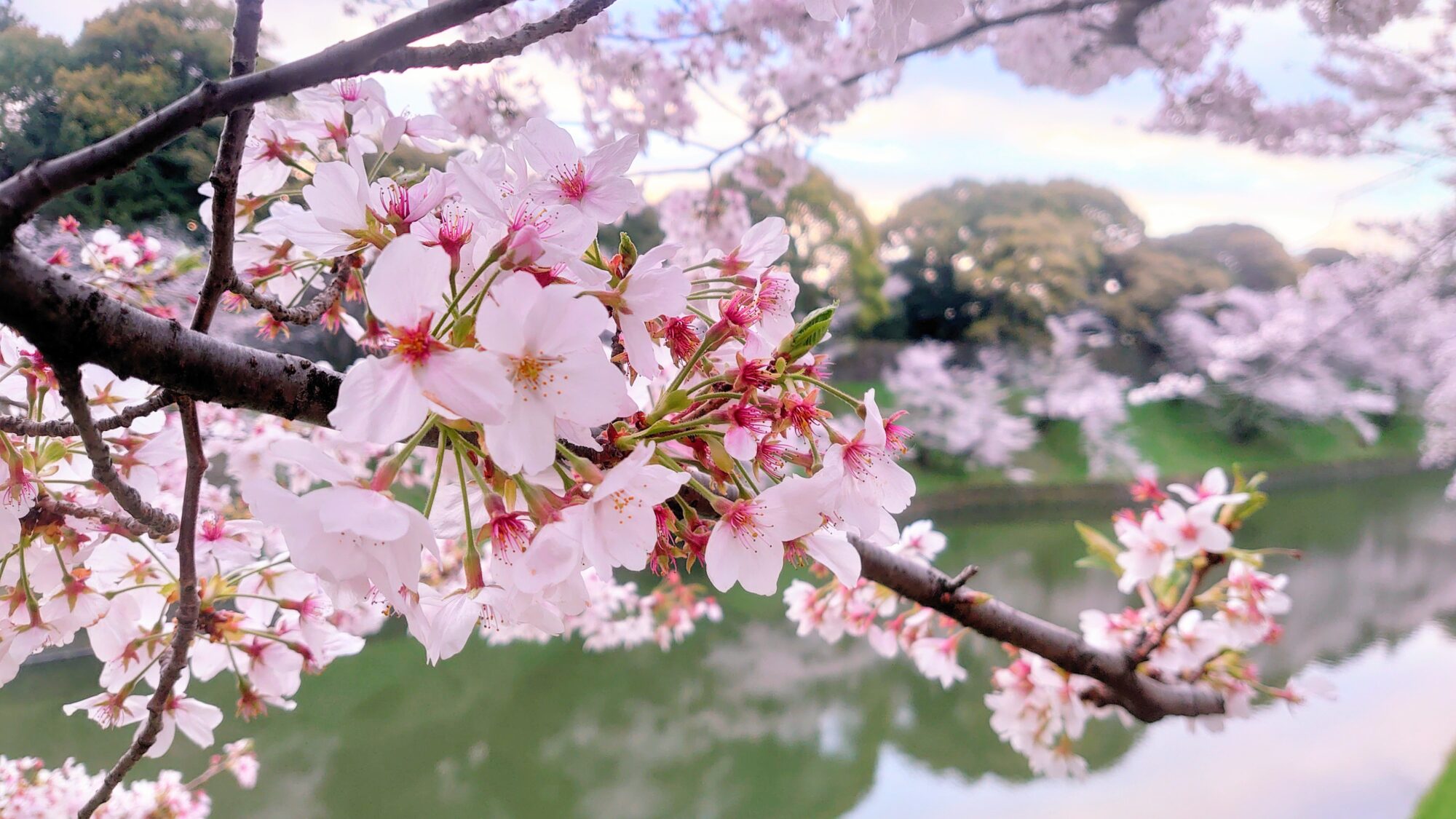 千鳥ヶ淵緑道