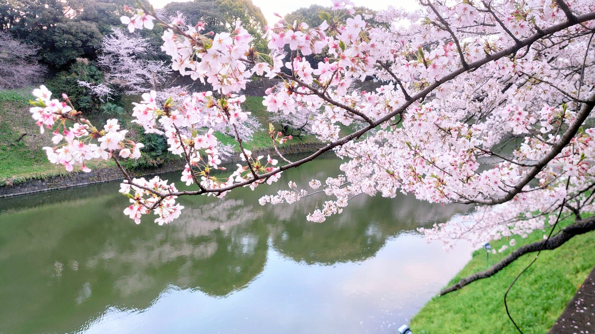 千鳥ヶ淵緑道