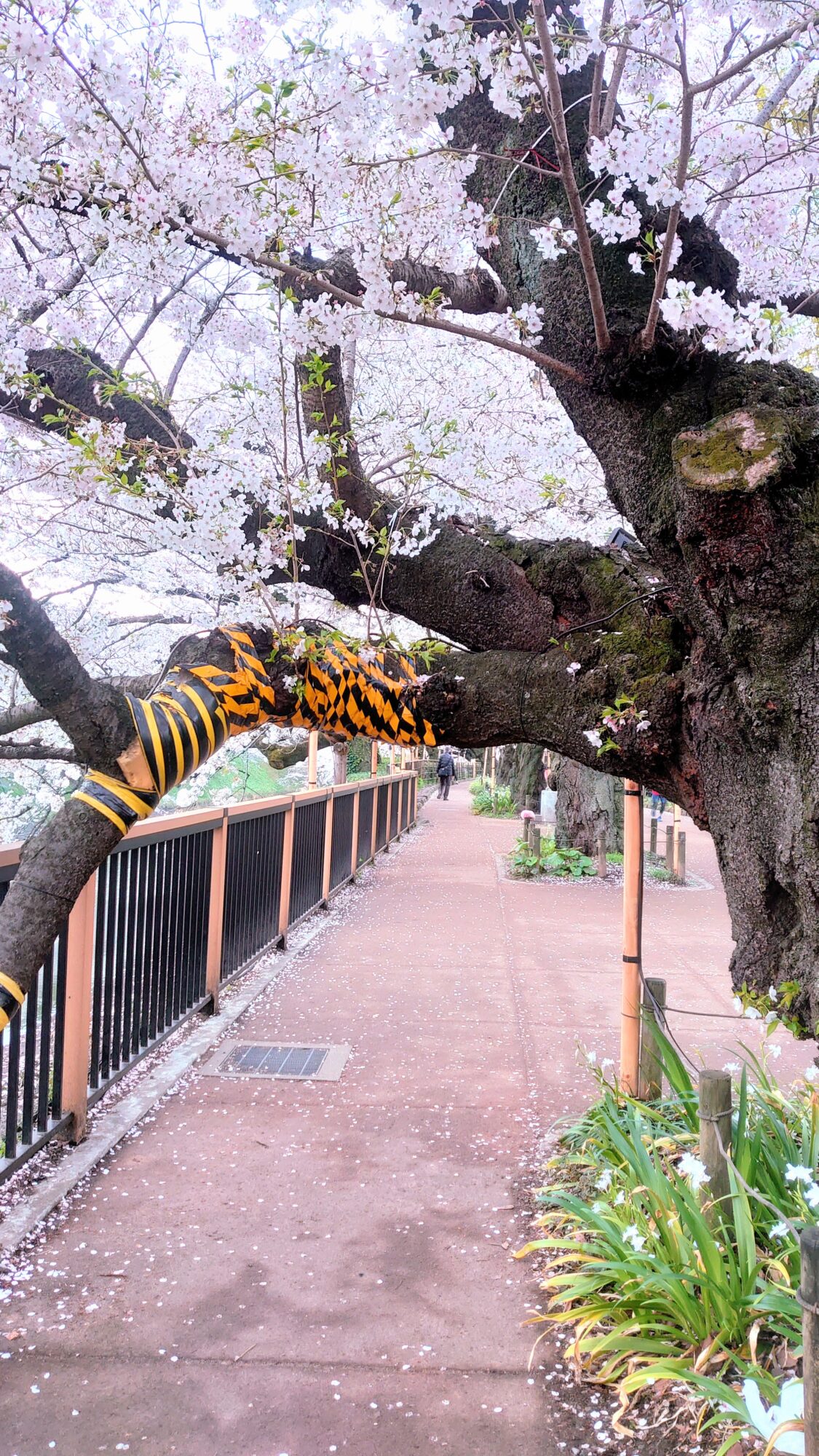 千鳥ヶ淵桜の幹