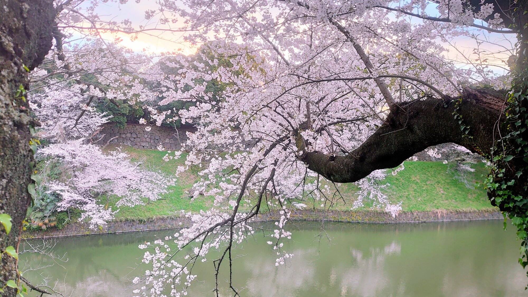 千鳥ヶ淵緑道