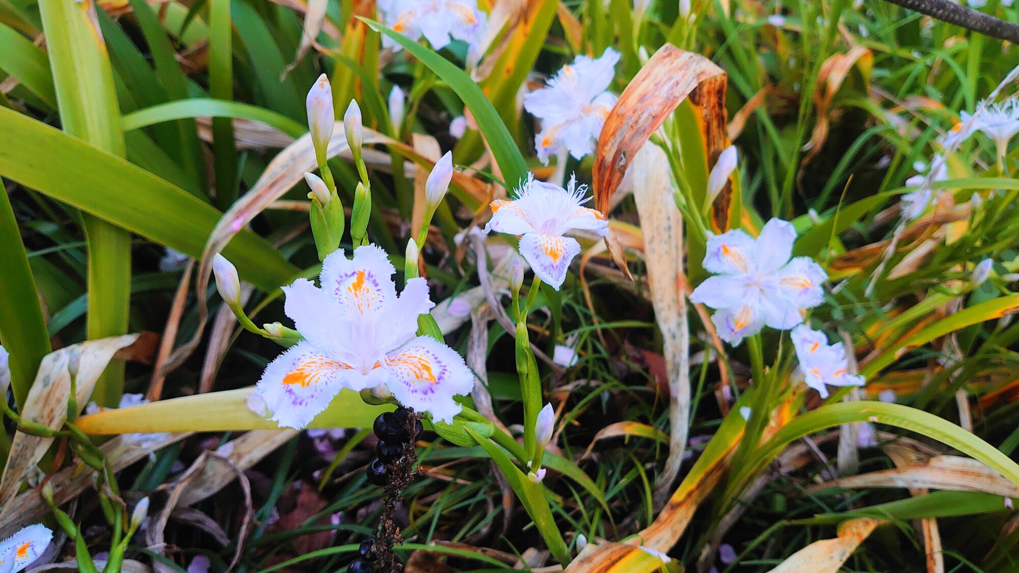 シャガの花