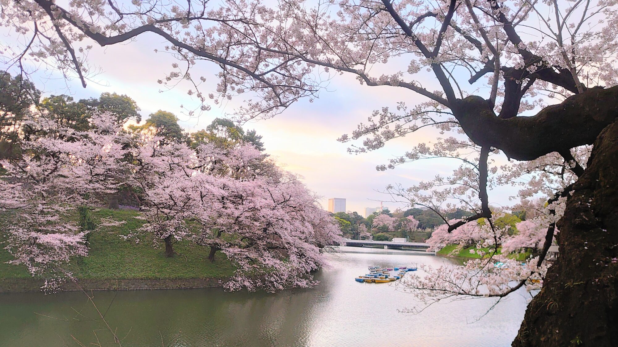 千鳥ヶ淵緑道