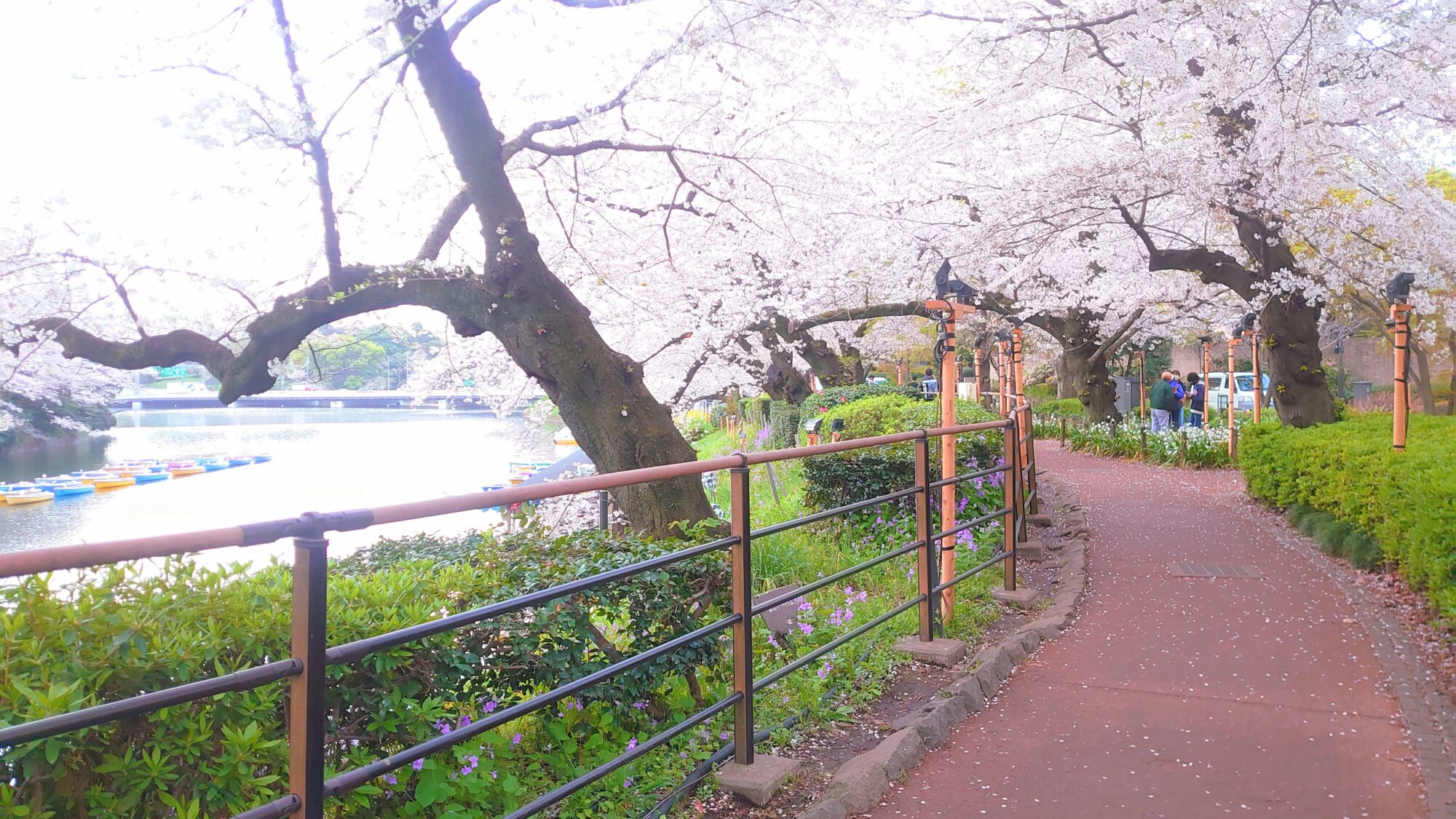 千鳥ヶ淵緑道