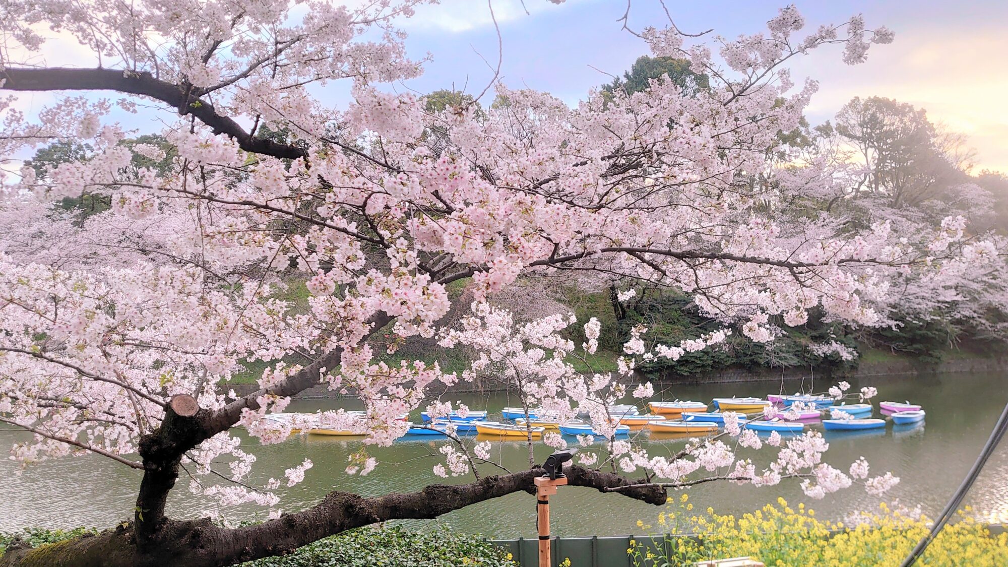 千鳥ヶ淵桜とボート