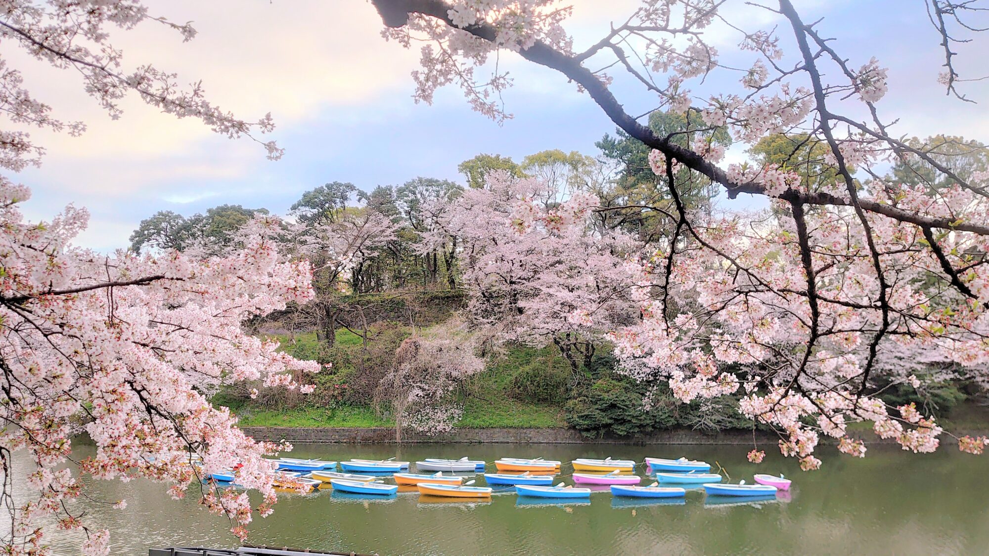 千鳥ヶ淵桜とボート