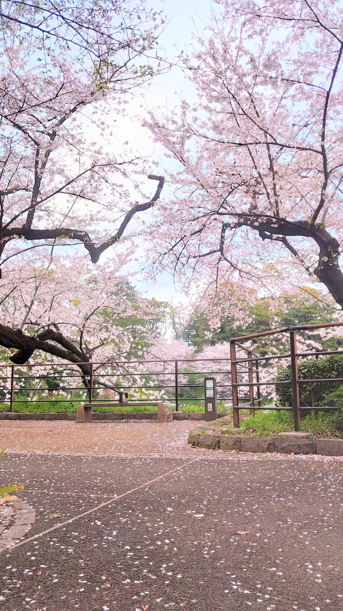 千鳥ヶ淵緑道