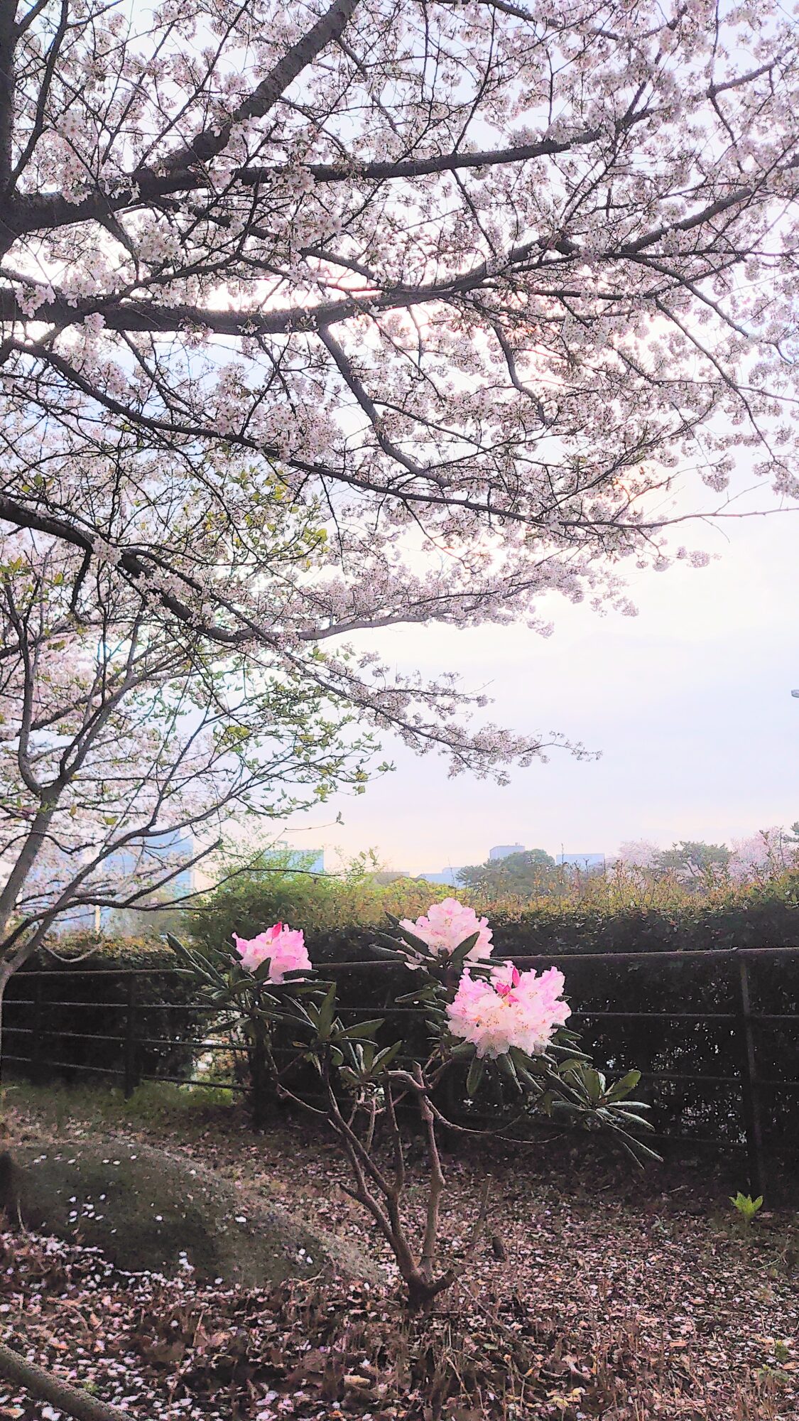 千鳥ヶ淵緑道