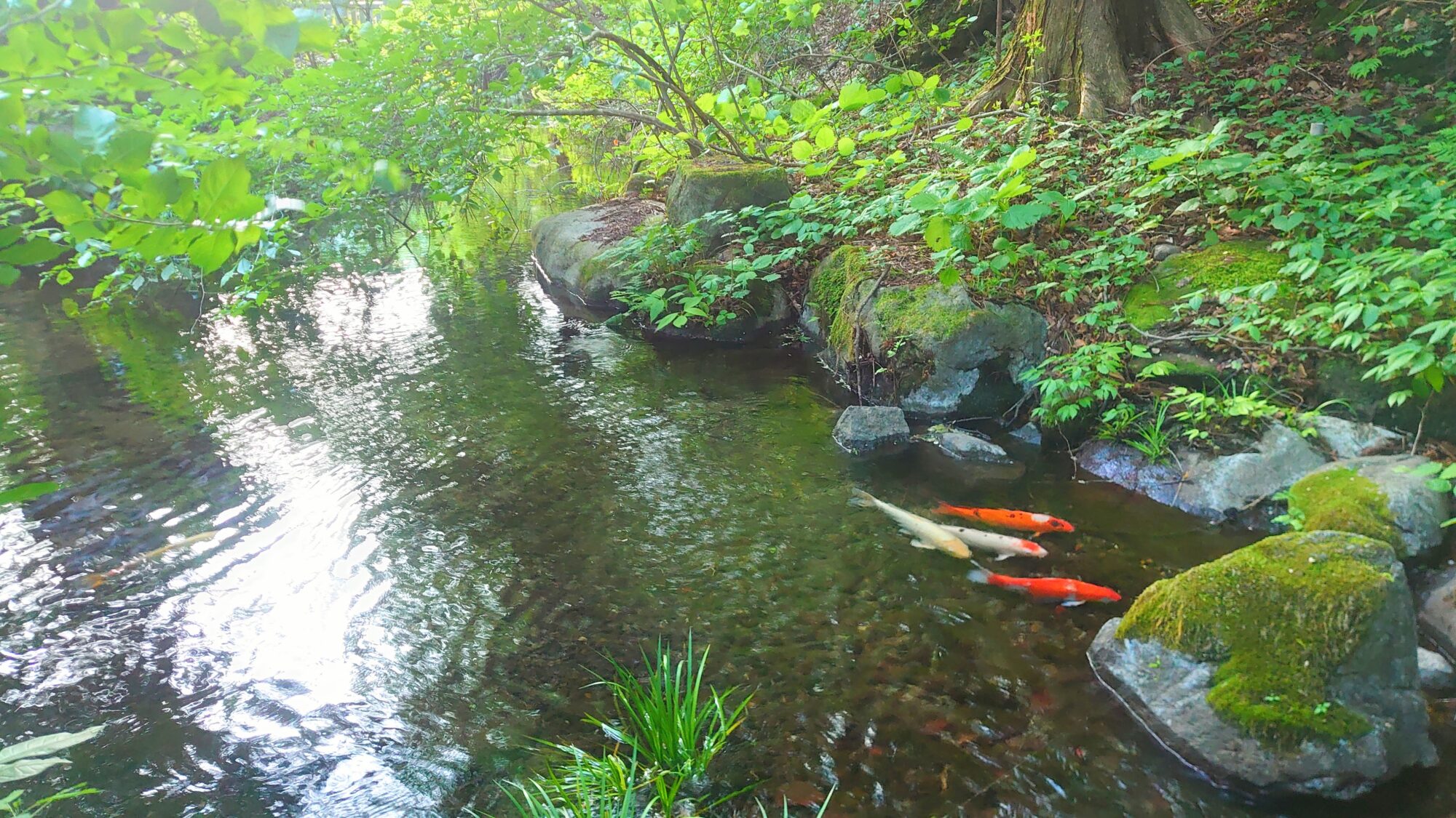 若水池と錦鯉