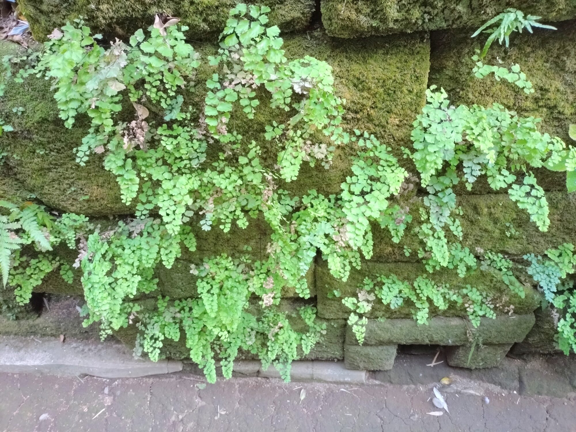 猿島の植物