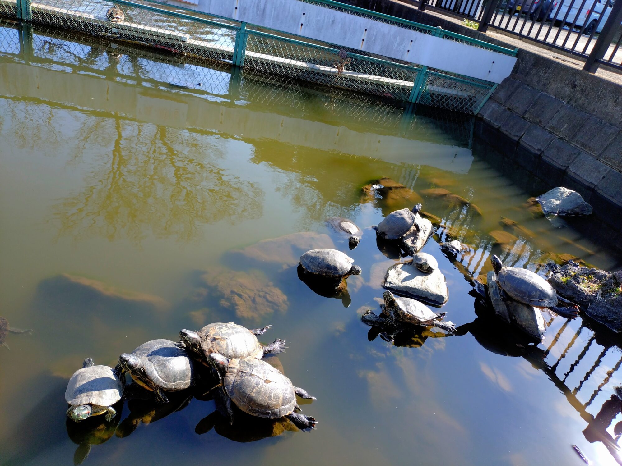 法華経寺の亀