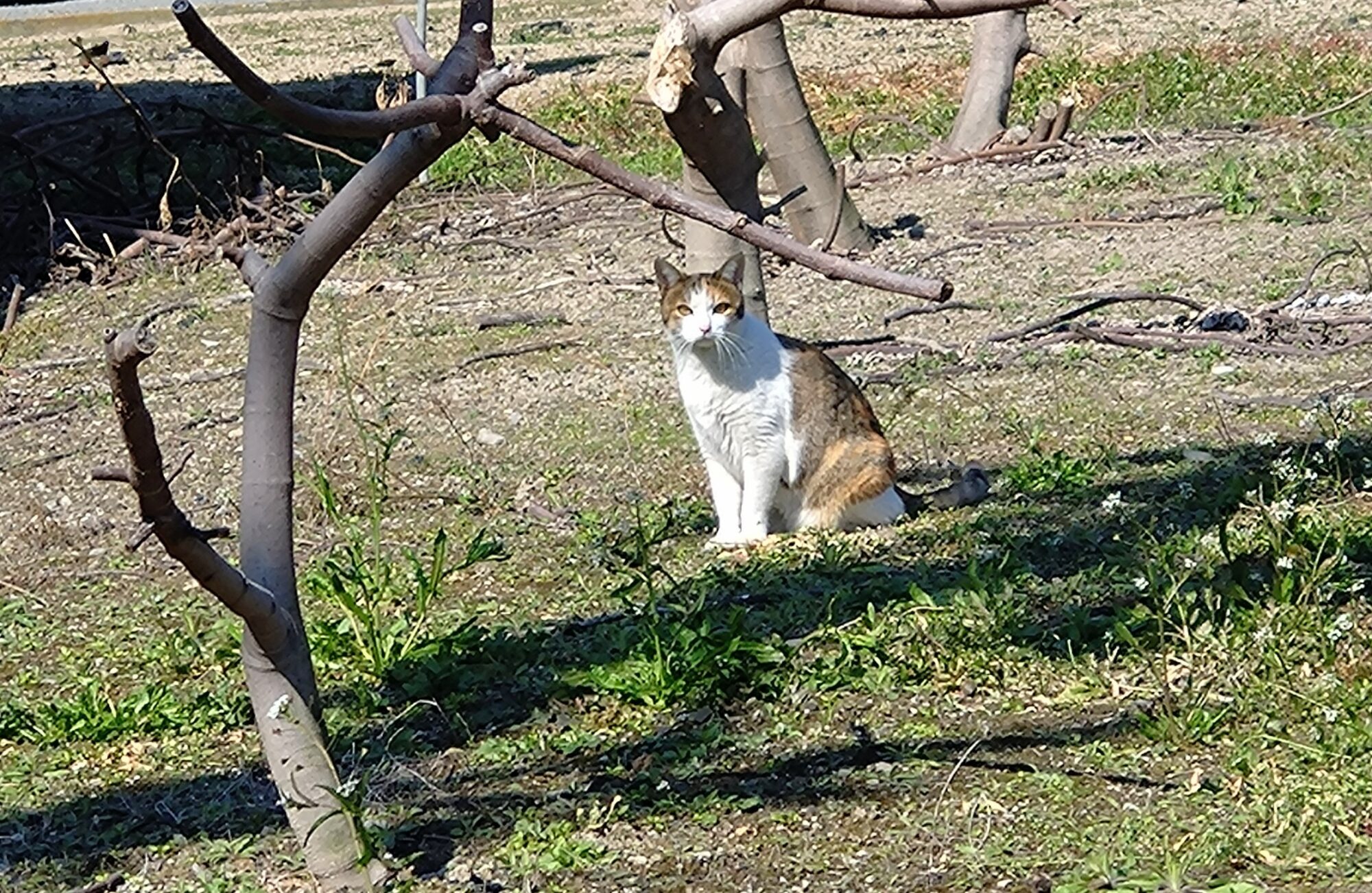 観音寺市の猫