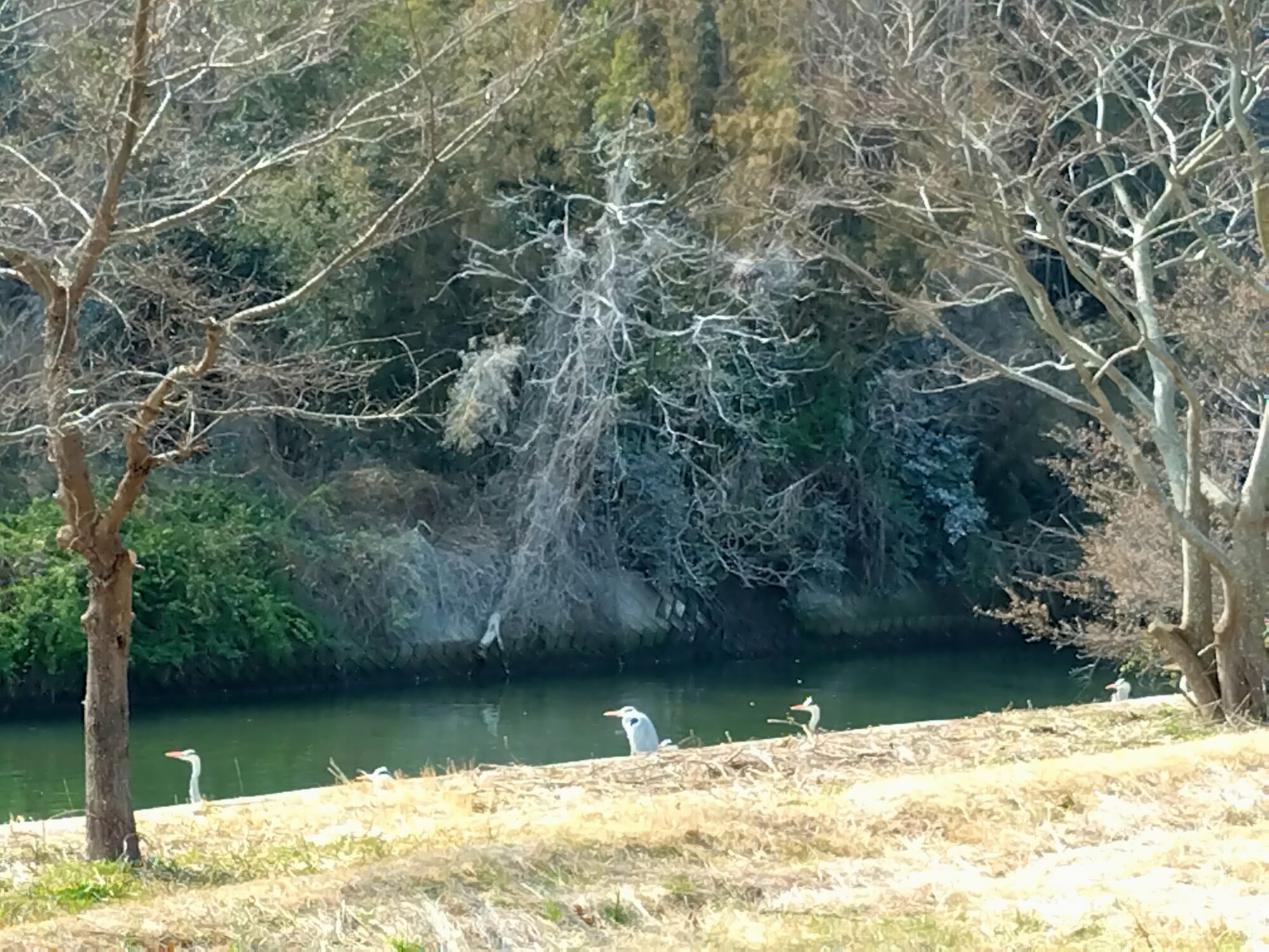 郡家川で休む野鳥