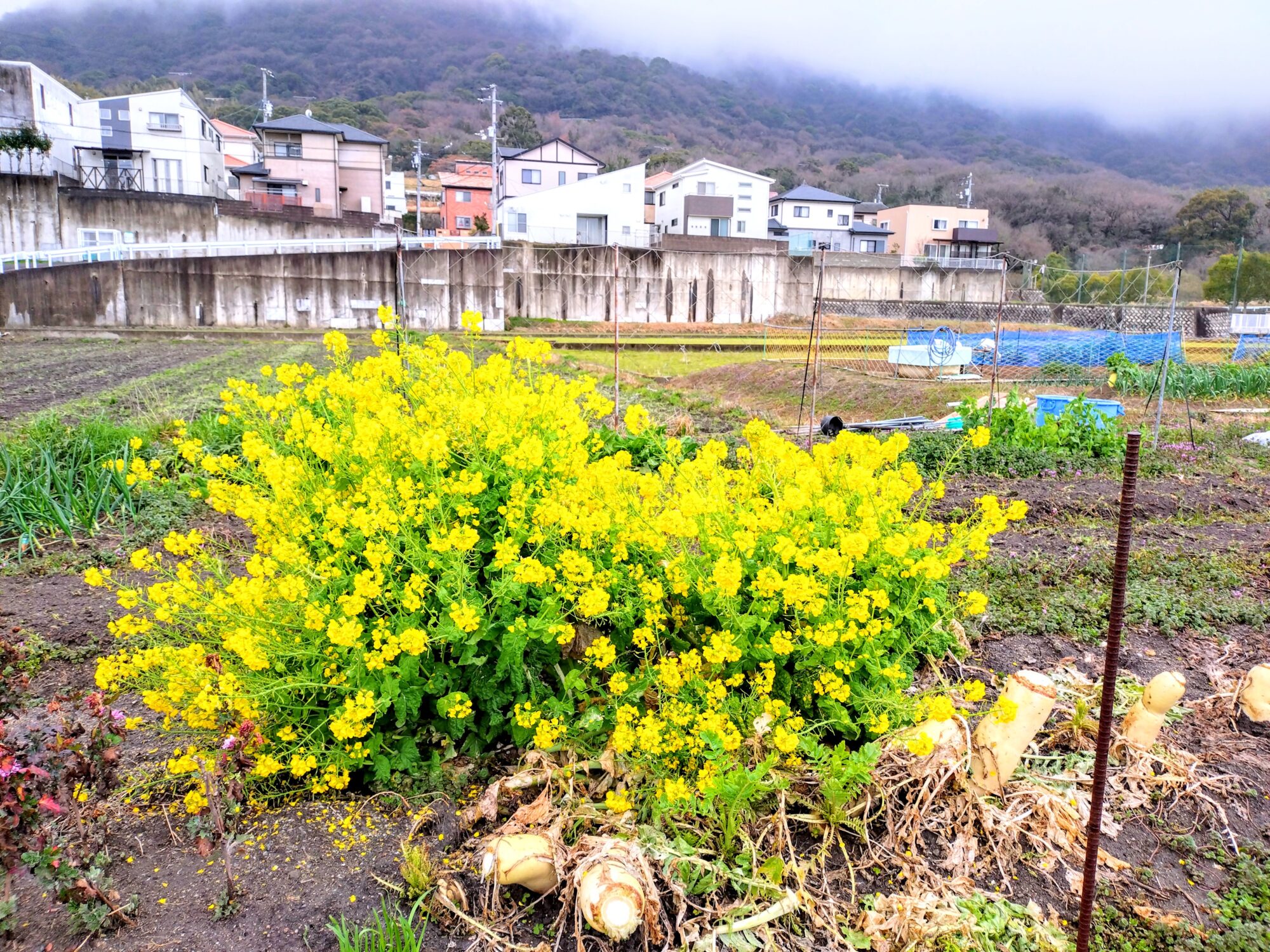 高松市牟礼