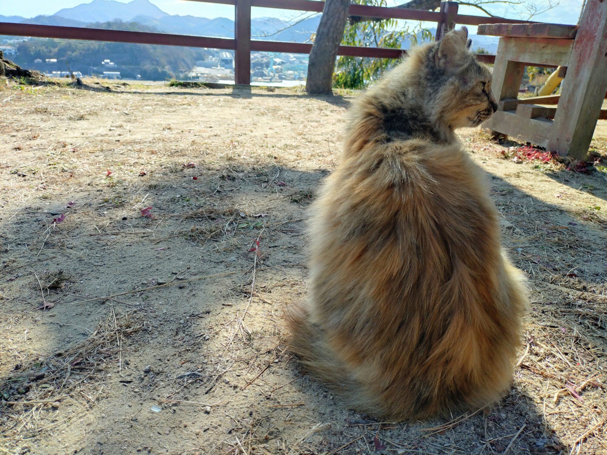 猫