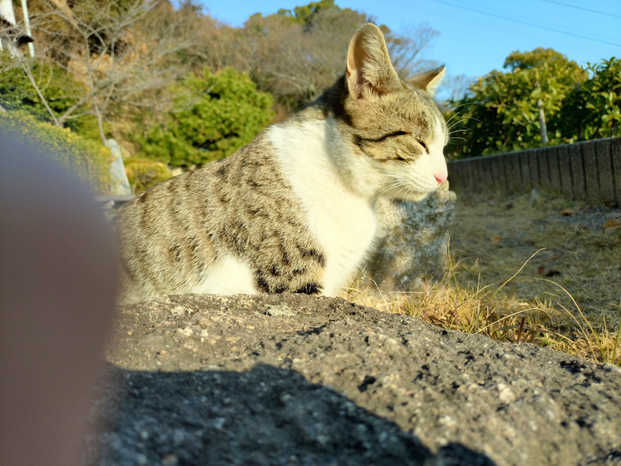 猫