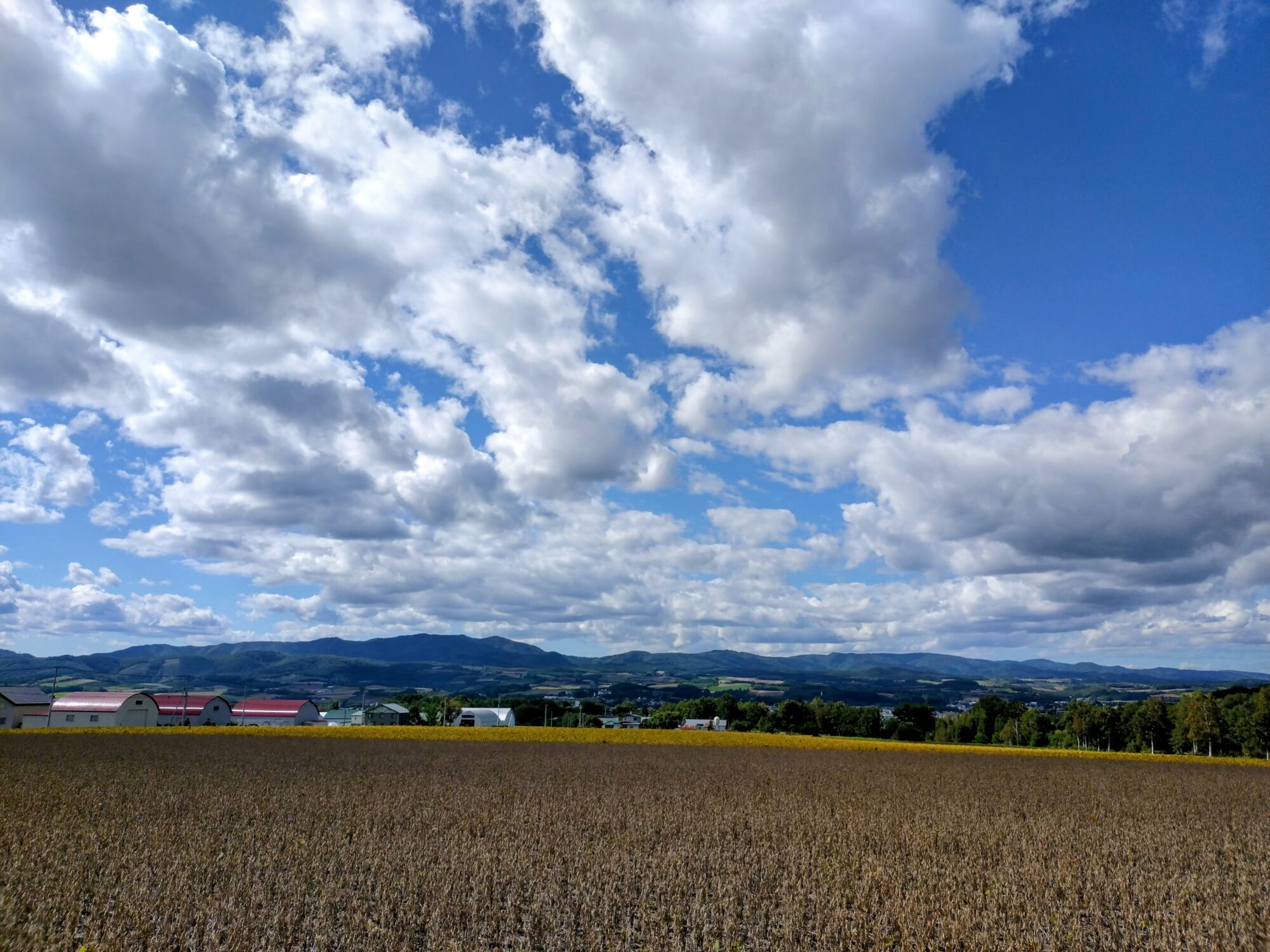 富良野